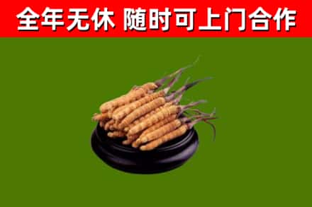 集美区回收冬虫夏草