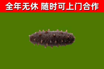 集美区回收海参干